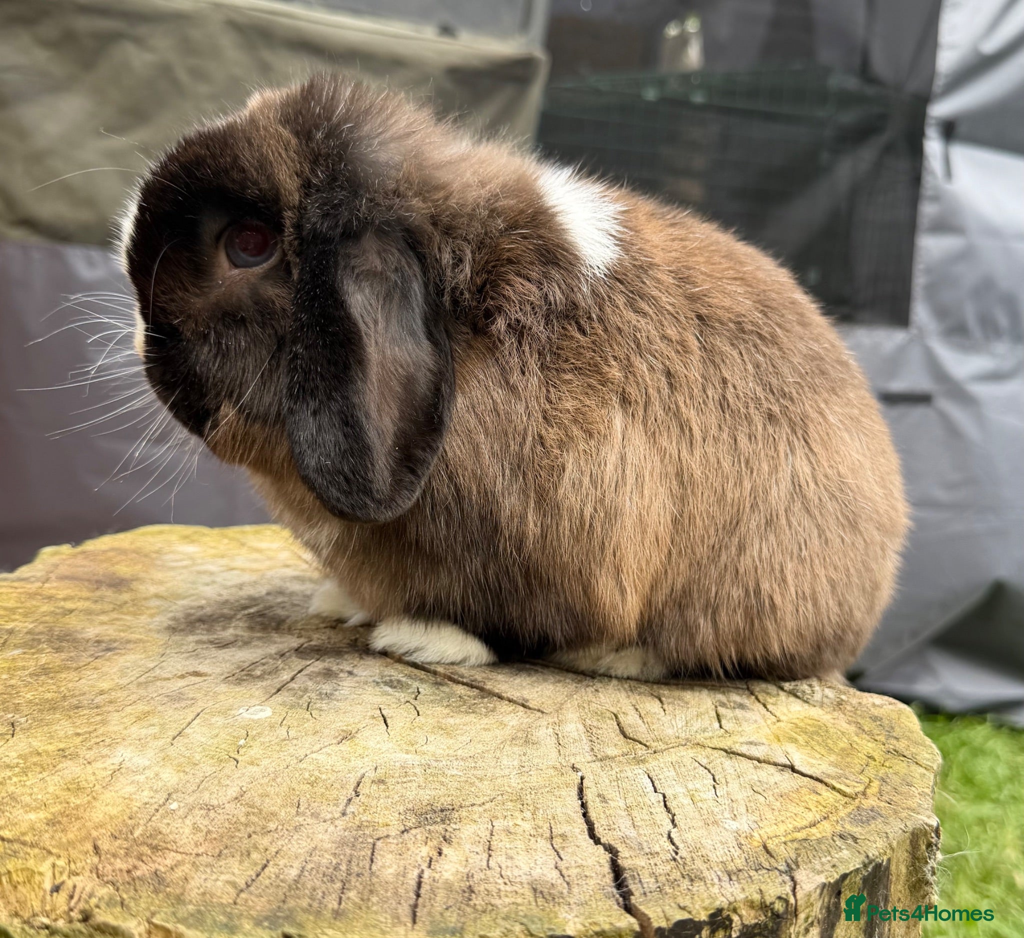 Mini Lop rabbits Mini lops available  - Advert 1