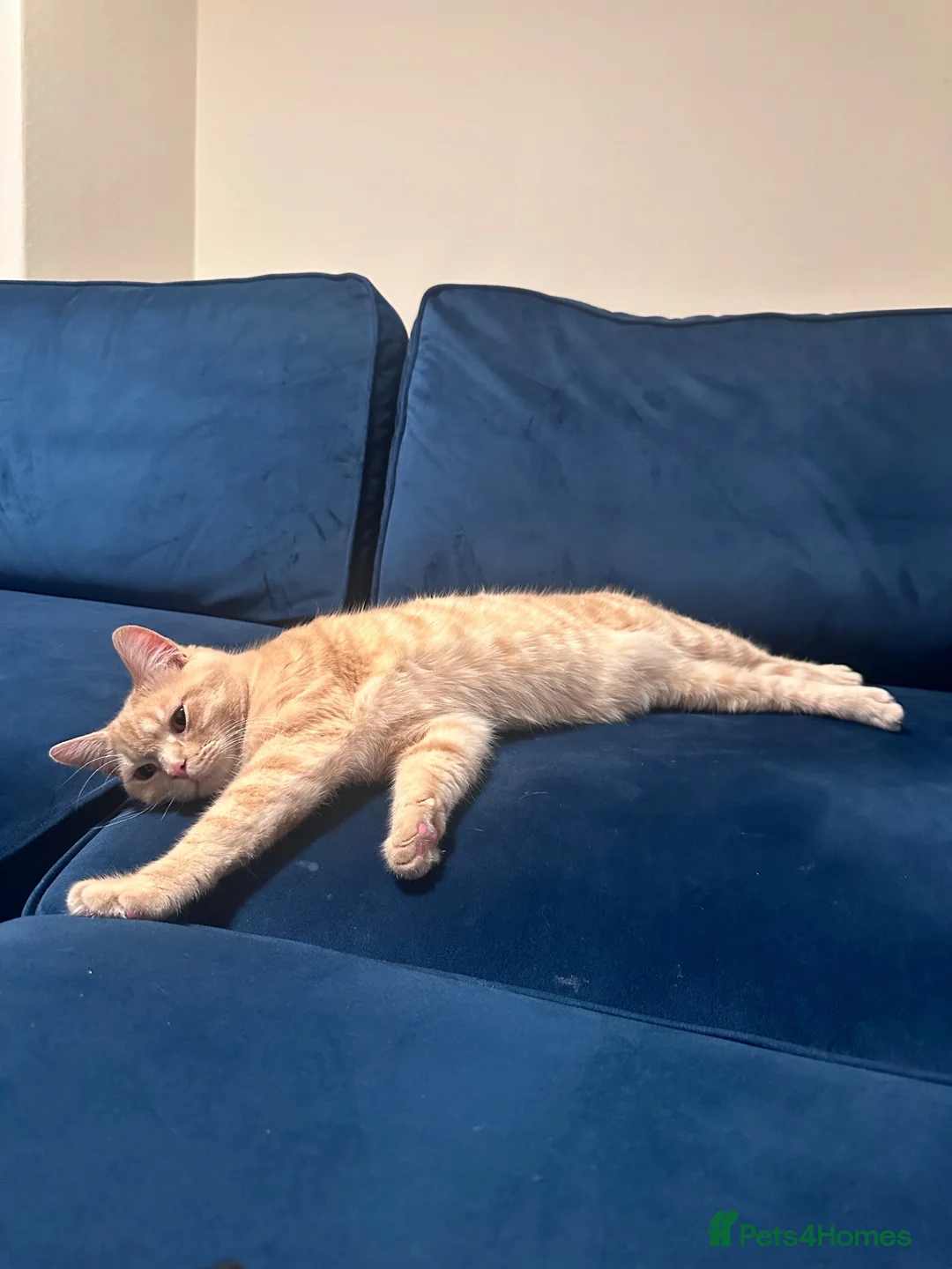 British Shorthair cats for sale: British short hair  in Bradford - Advert 5