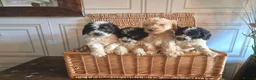 Saint Berdoodle dogs for sale: Miniature F1b Saint Bernadoodles  - Advert 5