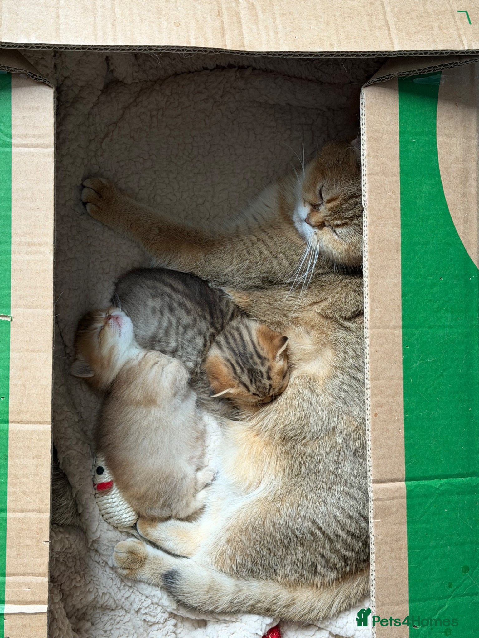 British Shorthair cats Top Quality British Shorthair Golden Kittens - Advert 2