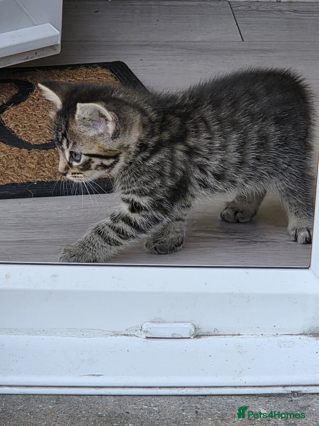 Mixed Breed cats for sale: Mixed breed cats  in Dover - Advert 12