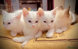 Ragdoll cats for sale: Beautiful Ragdol - Image 2