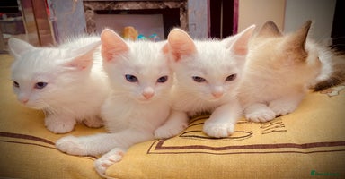 Ragdoll cats - Advert 11
