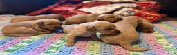 Labrador Retriever dogs for sale: Fox Red Labrador Puppies - Advert 14