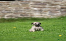 Lurcher dogs for sale: Rough coated lurcher puppies  - Image 7