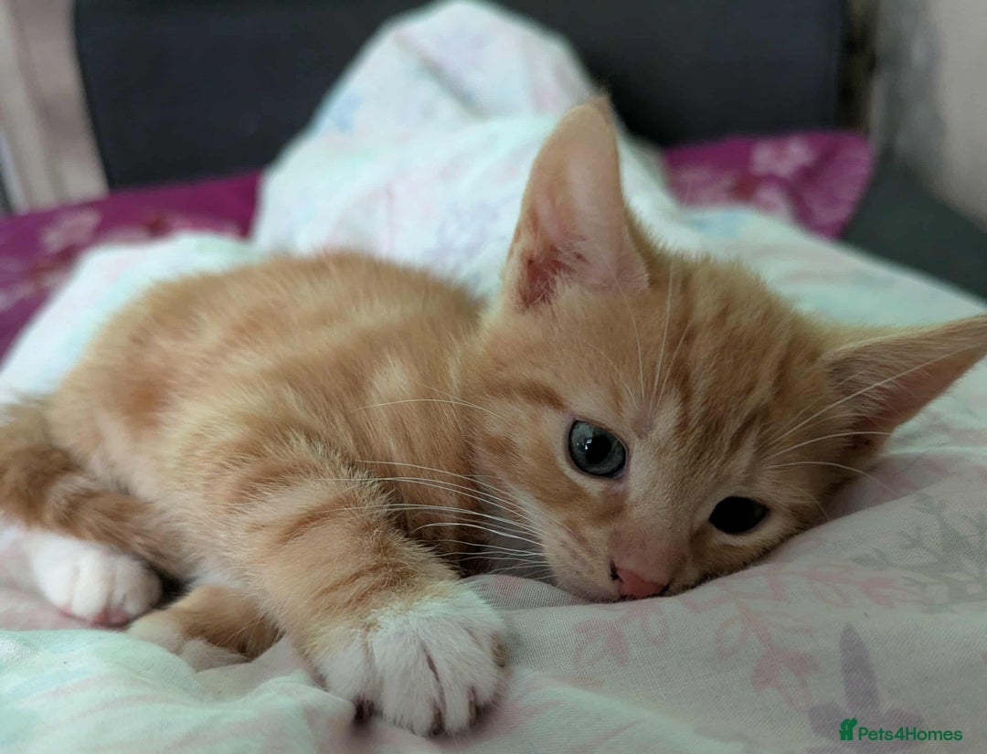 Mixed Breed cats for sale: Beautiful ginger kitten for sale. - Image 2