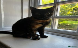 Mixed Breed cats for sale: Fluffy Mixed Breed Kittens For Sale  - Image 7