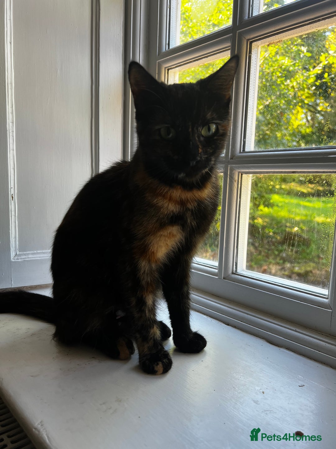 Mixed Breed cats for sale: Fluffy Mixed Breed Kittens For Sale  - Image 7