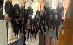 Mixed Breed dogs for sale: Sprollies - Image 1