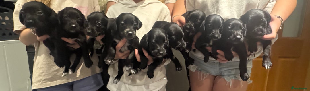 Mixed Breed dogs for sale: Sprollies - Image 1