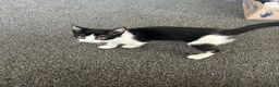 Mixed Breed cats for sale: 14 weeks old kitten £30 in Bridgend - Advert 2