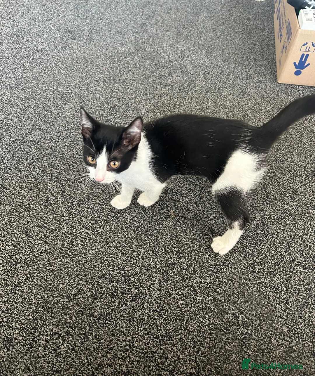 Mixed Breed cats for sale: 14 weeks old kitten £30 in Bridgend - Advert 2