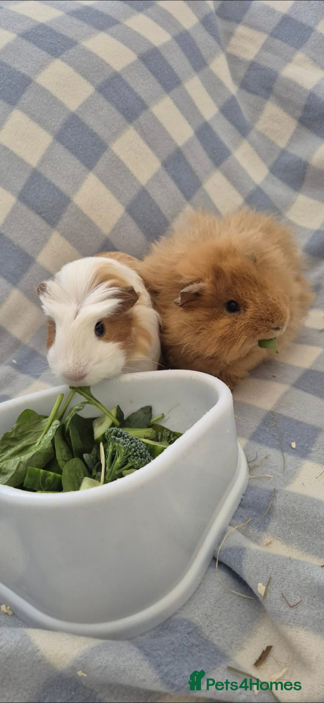 Guinea Pig rodents for sale: 2 Male Guinea Pigs - Image 2