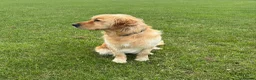 Golden Retriever dogs for sale: Buddy - Golden Retriever Seeking Forever Home in Ossett - Advert 4
