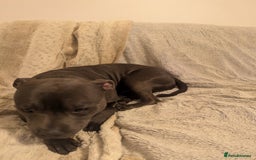 Staffordshire Bull Terrier dogs for sale: Blue staff for sale  - Image 9