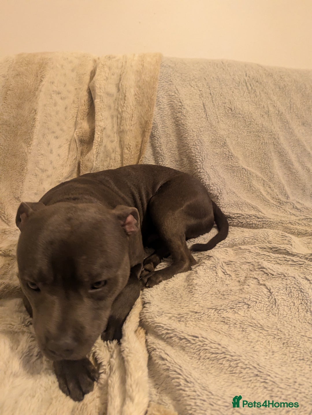 Staffordshire Bull Terrier dogs for sale: Blue staff for sale  - Image 9