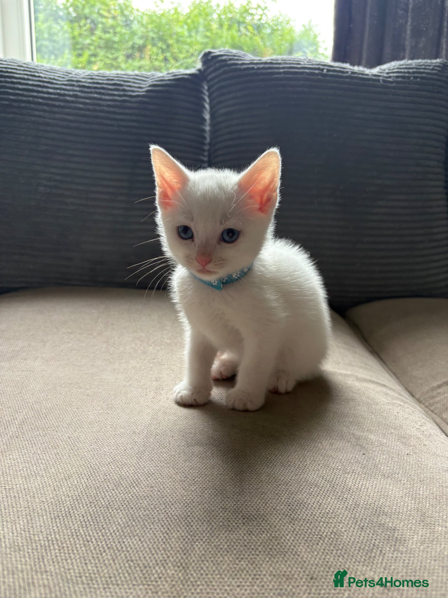 Mixed Breed cats for sale: 3 male kittens  in Letchworth Garden City - Advert 3
