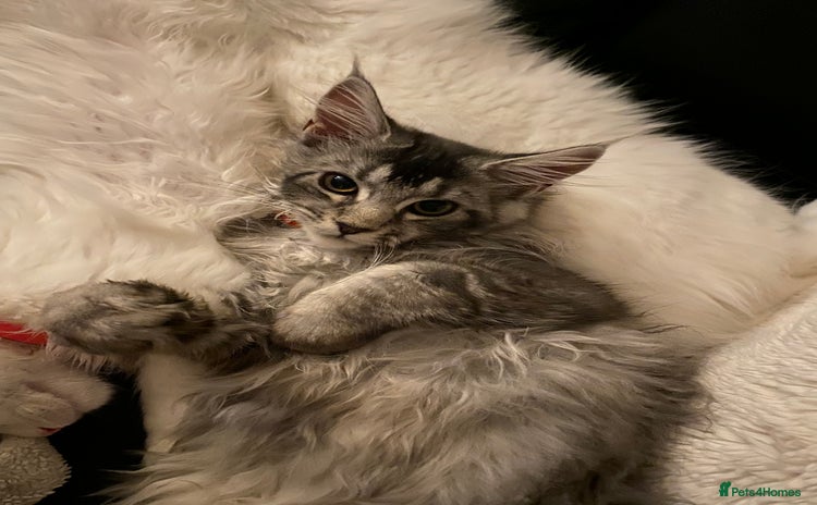 Maine Coon cats - Advert 5