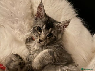 Maine Coon cats - Advert 31
