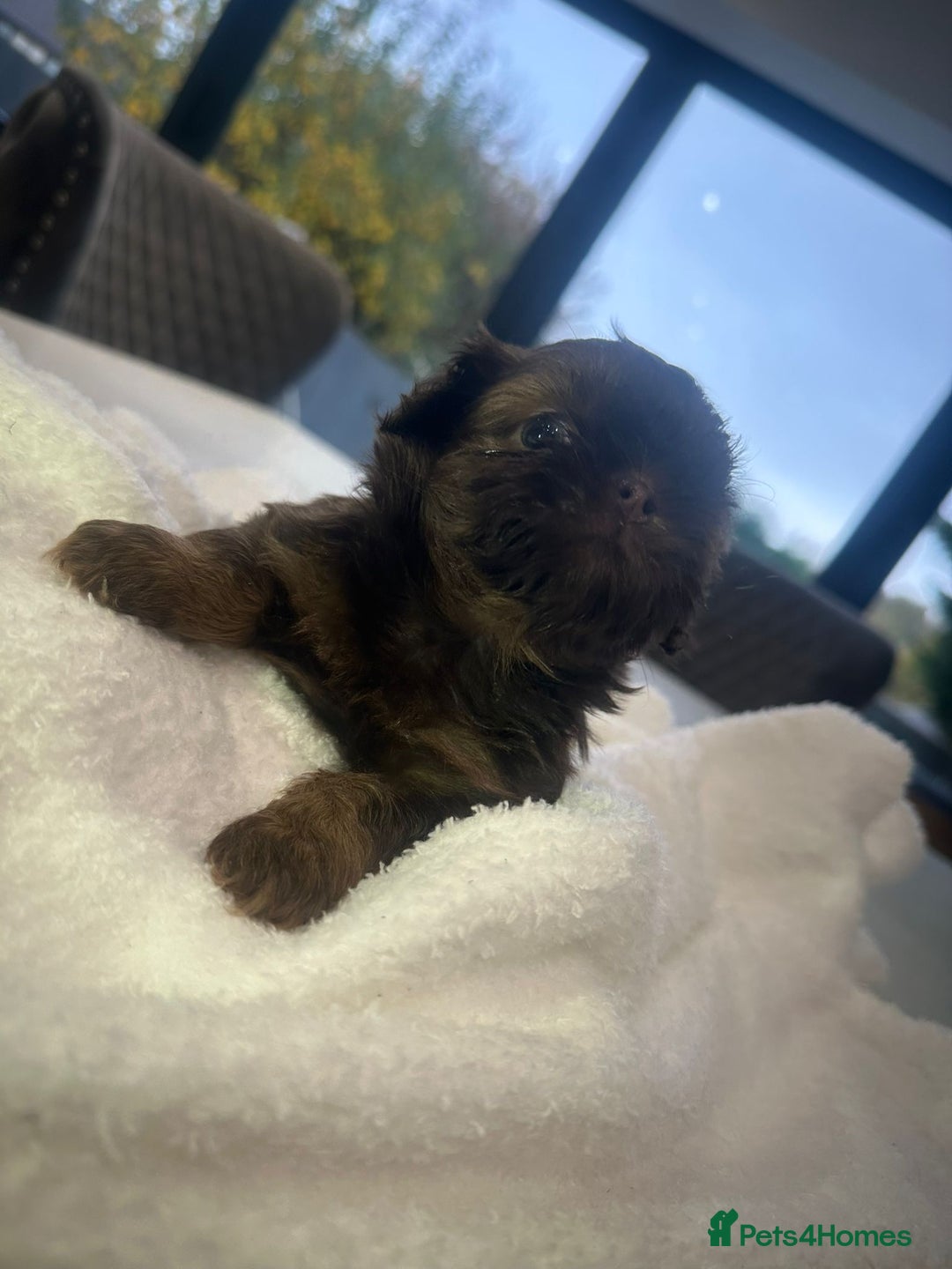 Shih Tzu dogs for sale: 🐶Imperial ShihTzu Puppies–Exceptional Bloodline🐶 - Image 24