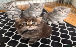 Scottish Fold cats for sale: Scottish fold kittens  - Image 27