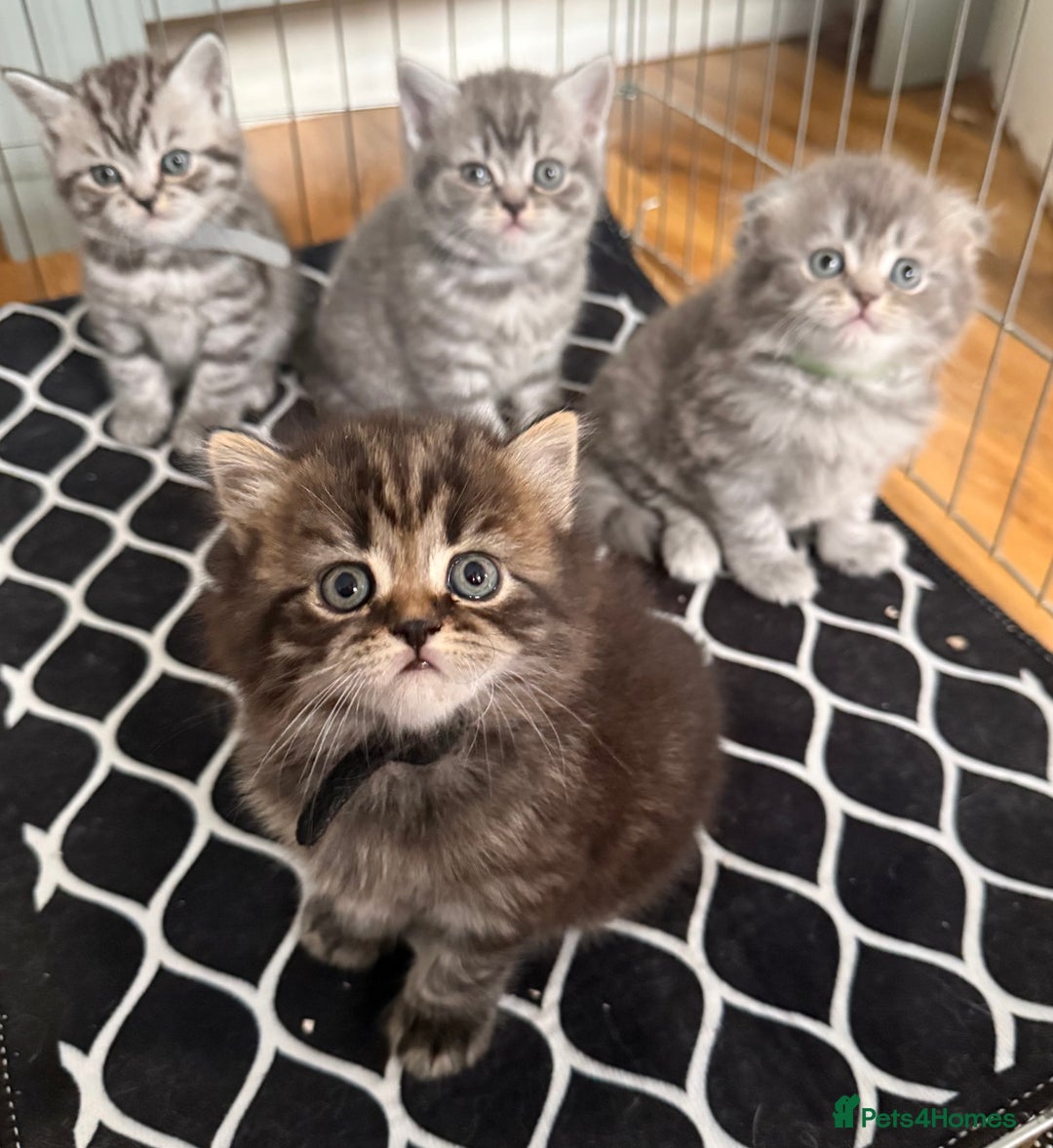 Scottish Fold cats for sale: Scottish fold kittens  - Image 27