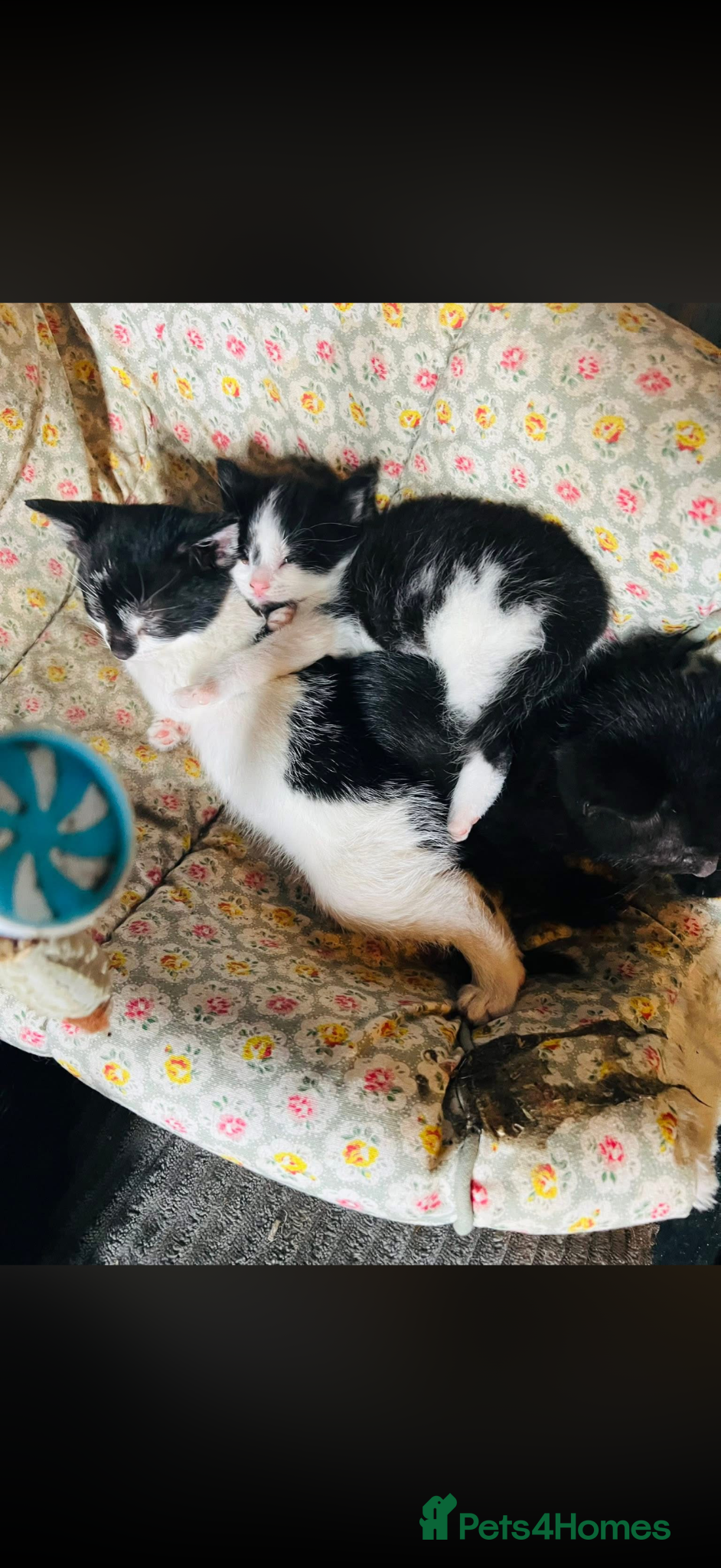 Domestic Shorthair cats Beautiful kittens  - Advert 21
