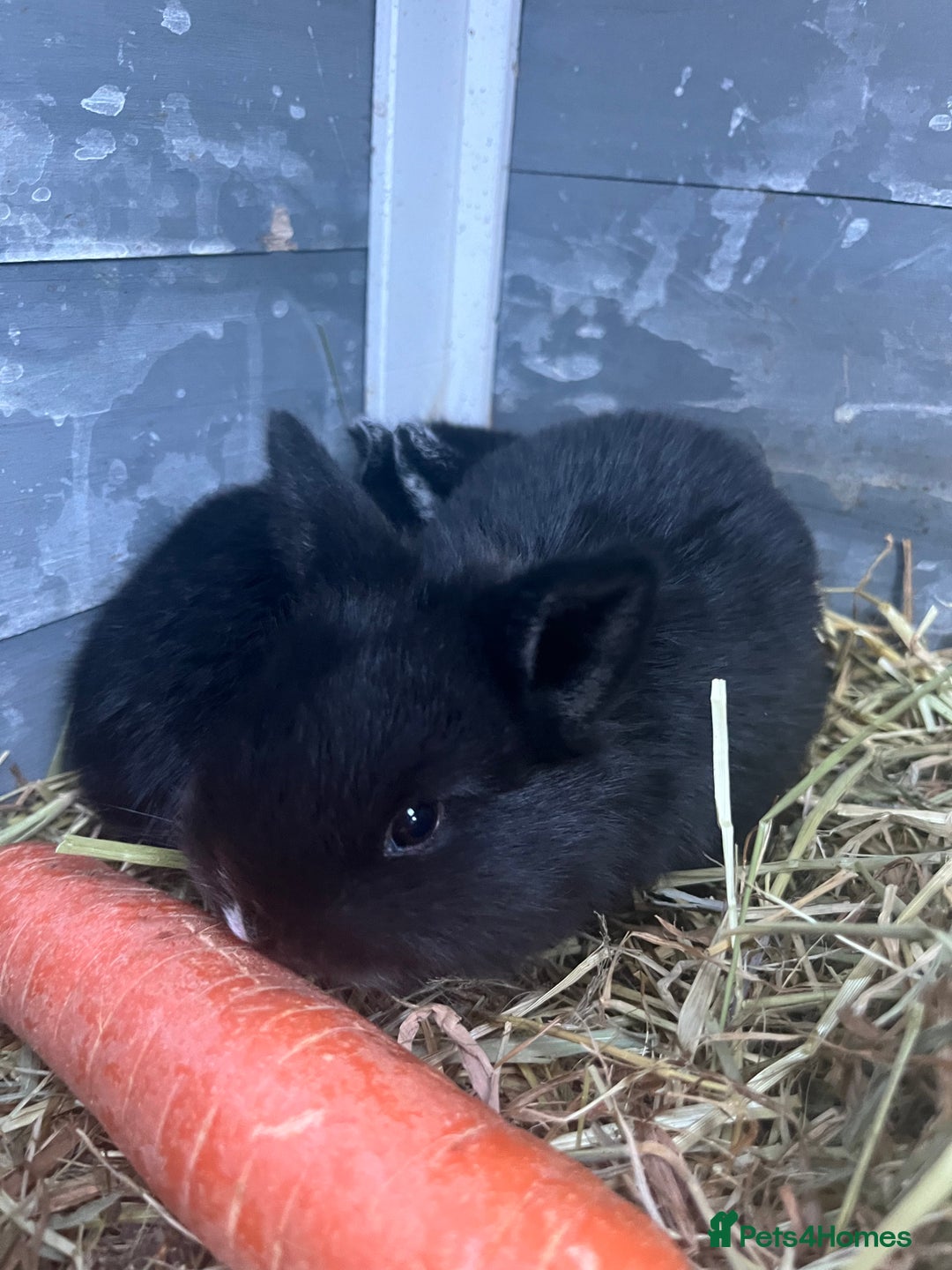 Mixed Breed rabbits for sale: 8 week old rabbits  - Advert 1