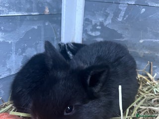 Mixed Breed rabbits 8 week old rabbits - Advert 6