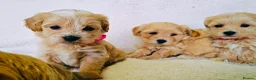 Maltipoo dogs for sale: Miniature Maltipoo Puppies - Advert 15