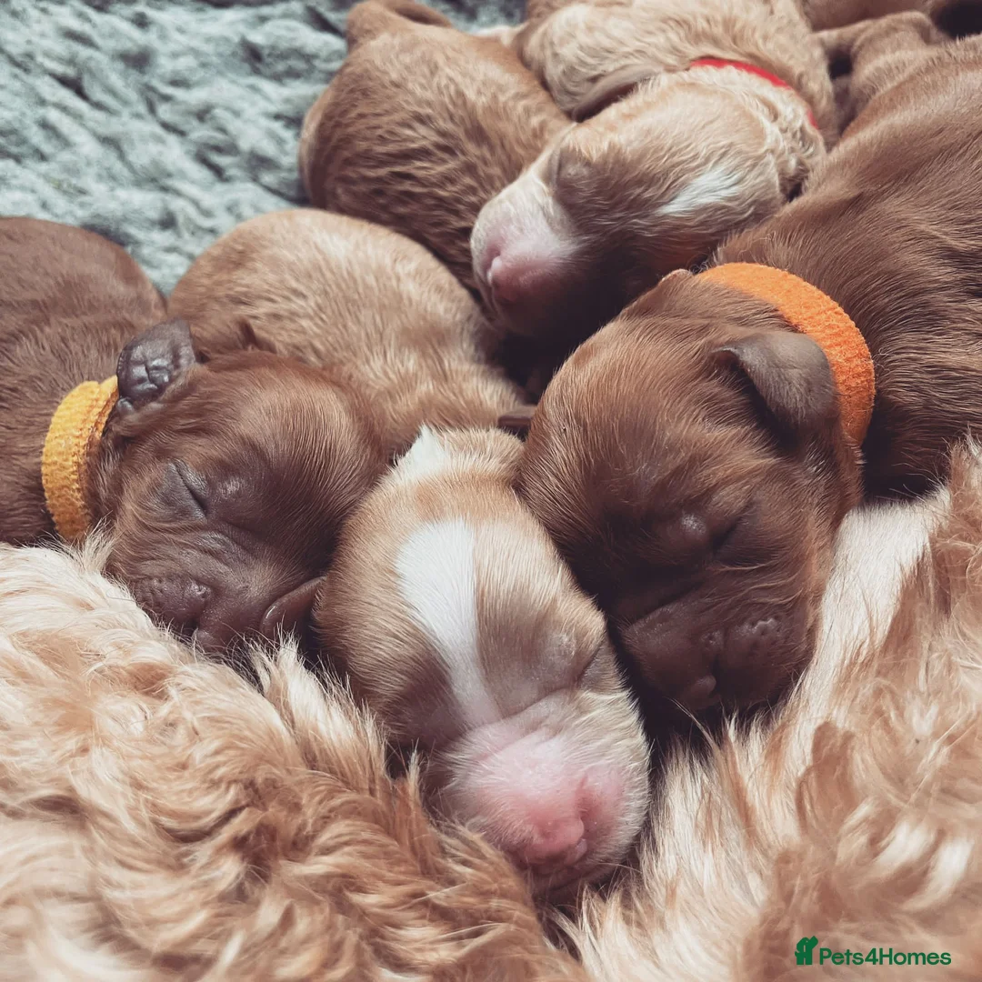 Miniature Poodle dogs for stud: KC Fox Red Fully Health Tested Miniature Poodle in Wirral - Advert 10