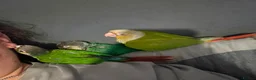 Conures birds for sale: Beautiful hand reared conure babies in Darlington - Advert 8