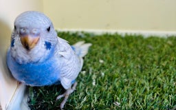 Budgerigars birds for sale: Beautiful baby budgies for sale  - Image 20