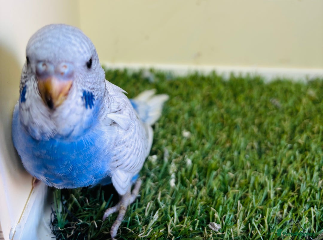 Budgerigars birds for sale: Beautiful baby budgies for sale  - Image 20