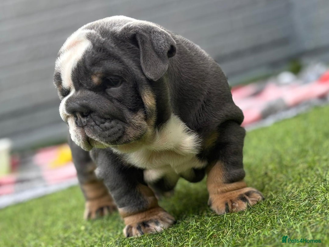 English Bulldog dogs for sale: Exceptional English Bulldog Puppies - Image 19