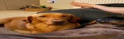 Goldador dogs for sale: Goldador puppies  in Llandeilo - Advert 1