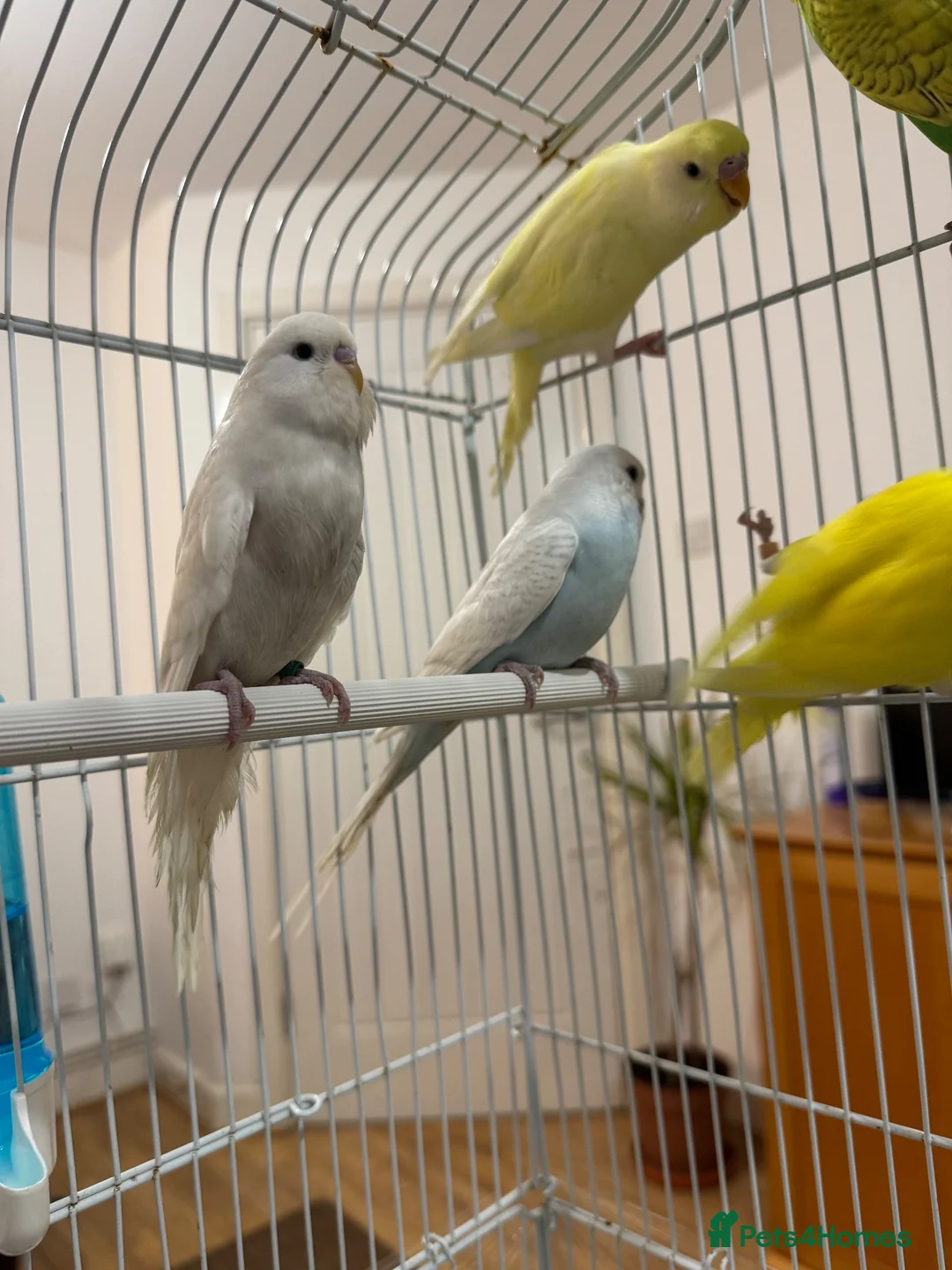 Budgerigars birds for sale: Baby Budgies for sale - Advert 2