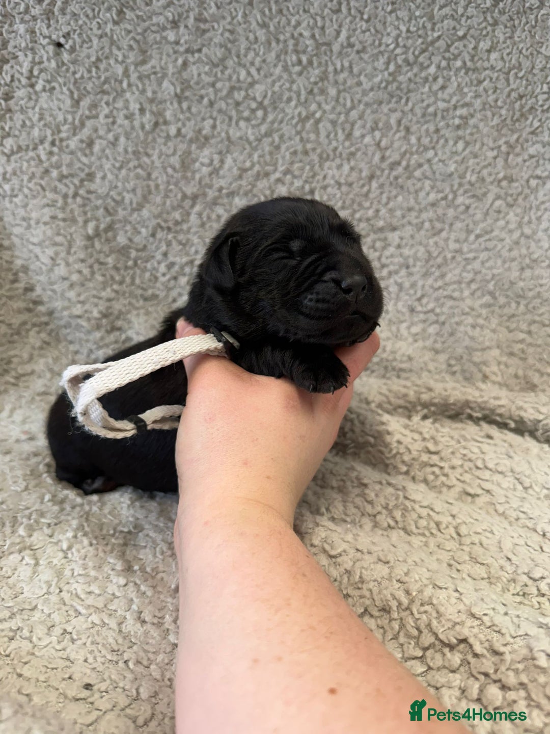 Goldador dogs for sale: Gorgeous Black Goldadors   - Advert 7