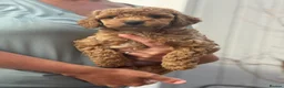 Cockapoo dogs for sale: ONLY 1 LEFT - Toy Cockapoo GIRL Available Now - Advert 10