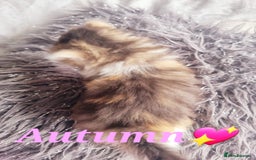 Scottish Fold cats for sale: TICA REGISTERED SCOTTISH BABIES  - Image 23