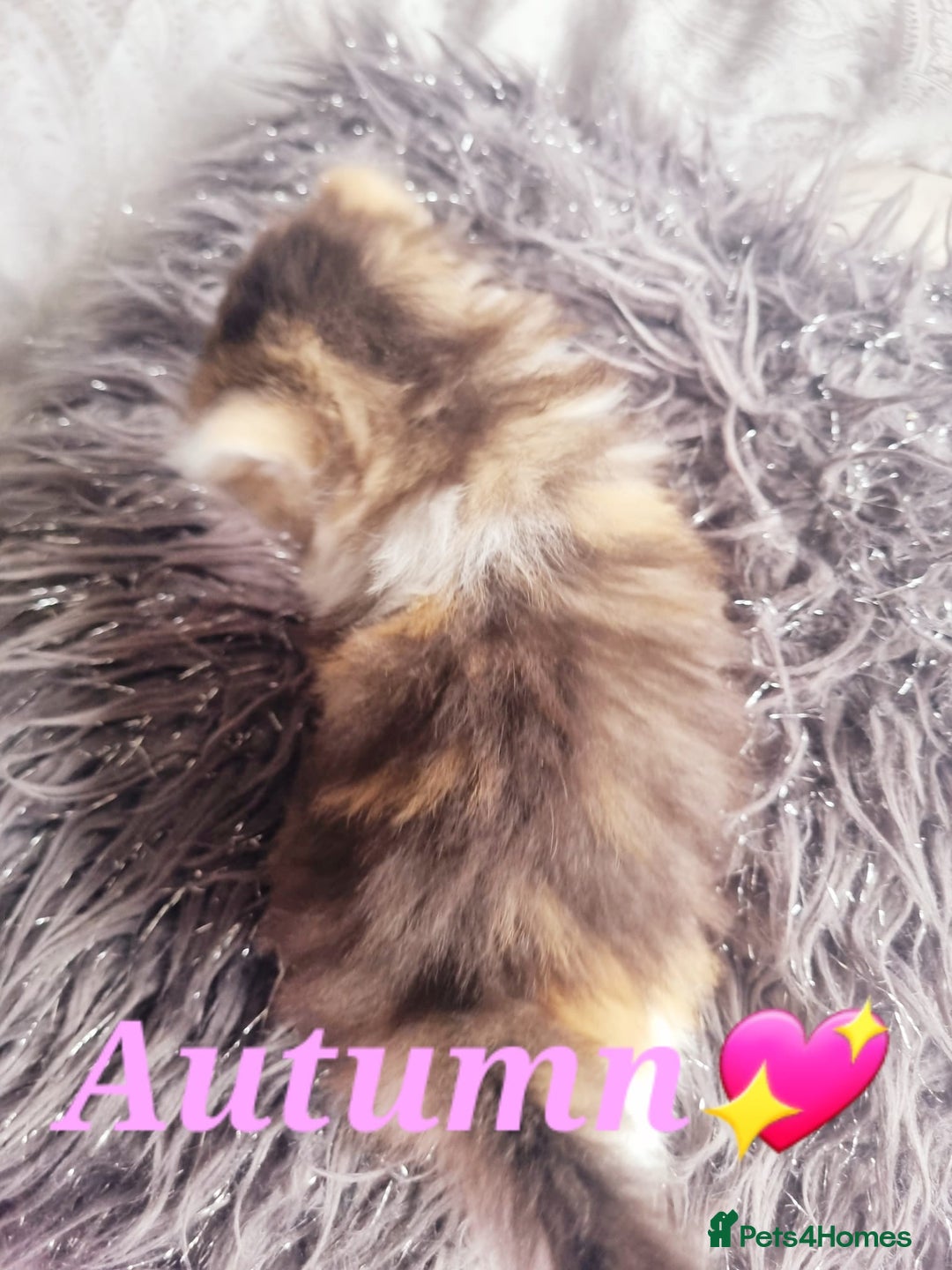 Scottish Fold cats for sale: TICA REGISTERED SCOTTISH BABIES  - Image 23