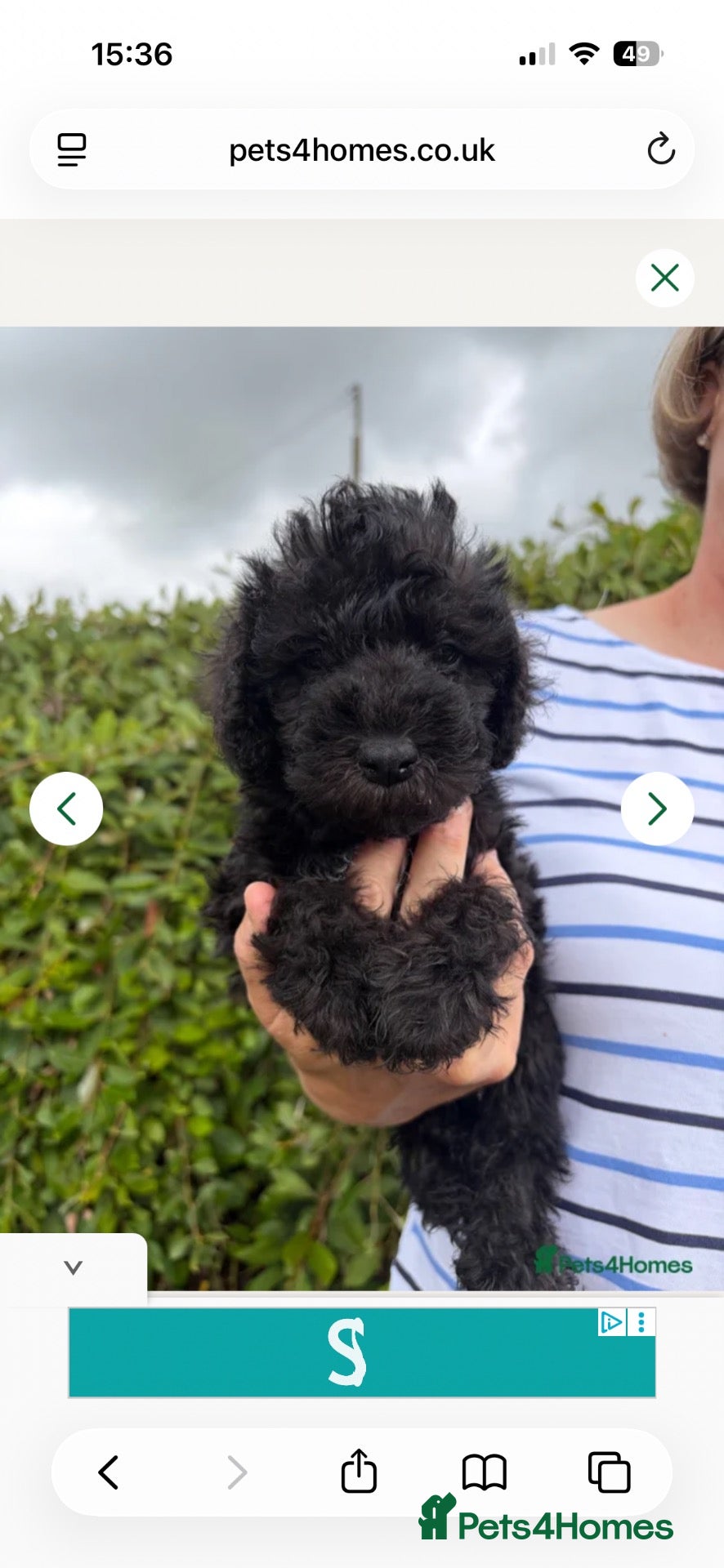 Bedlington Terrier dogs Loving home needed for Maisie - Advert 1