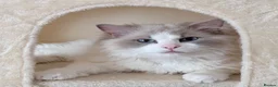 Ragdoll cats for stud: *STUD* Blue Point White Bicolour Ragdoll - Advert 1