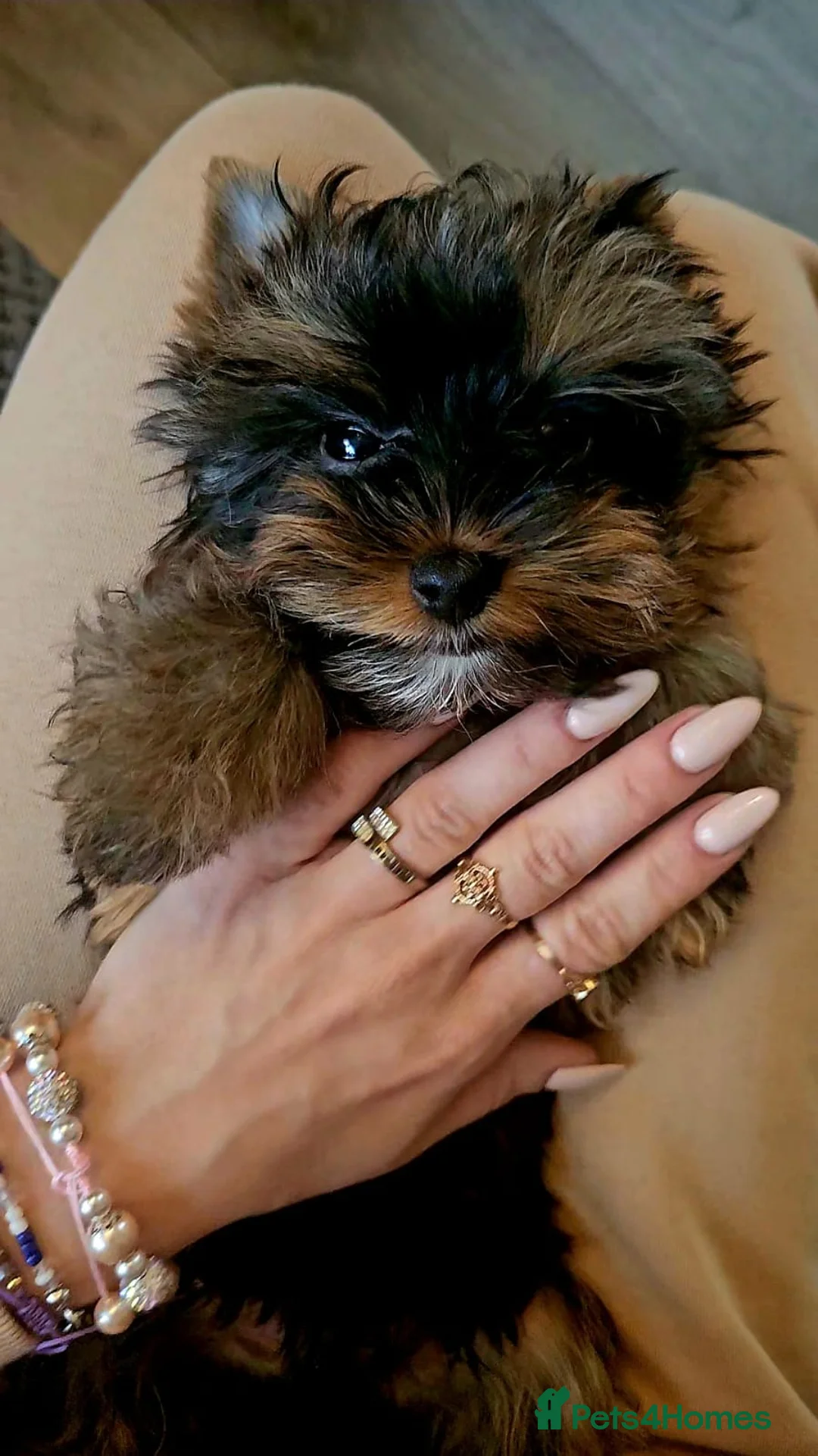 Yorkshire Terrier dogs for sale: Beautiful little Girl 💕Tiny Yorkshire Terrier  - Advert 3