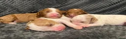 Miniature Poodle dogs for stud: PROVEN Miniature Merle Poodle 🩷🌸 - Advert 14