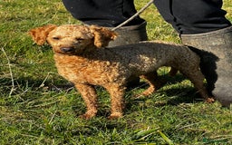 Toy Poodle dogs for stud: KC Registered Red Toy Poodle Fully DNA Tested in Radstock - Image 23