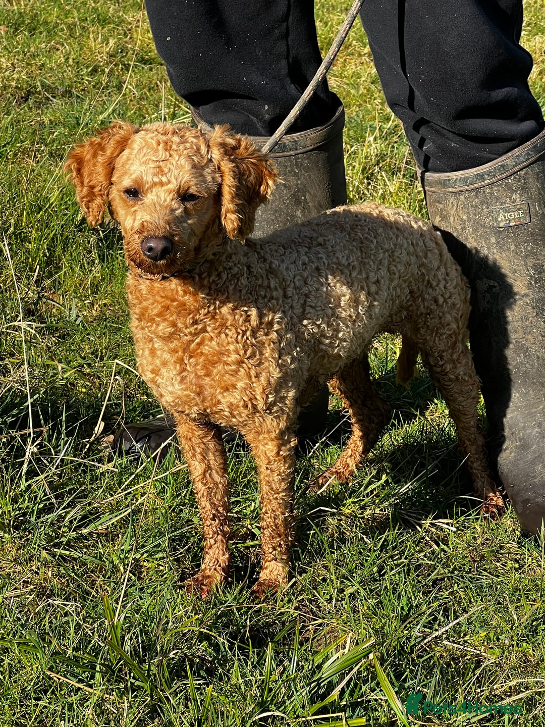 Toy Poodle dogs for stud: KC Registered Red Toy Poodle Fully DNA Tested in Radstock - Image 23