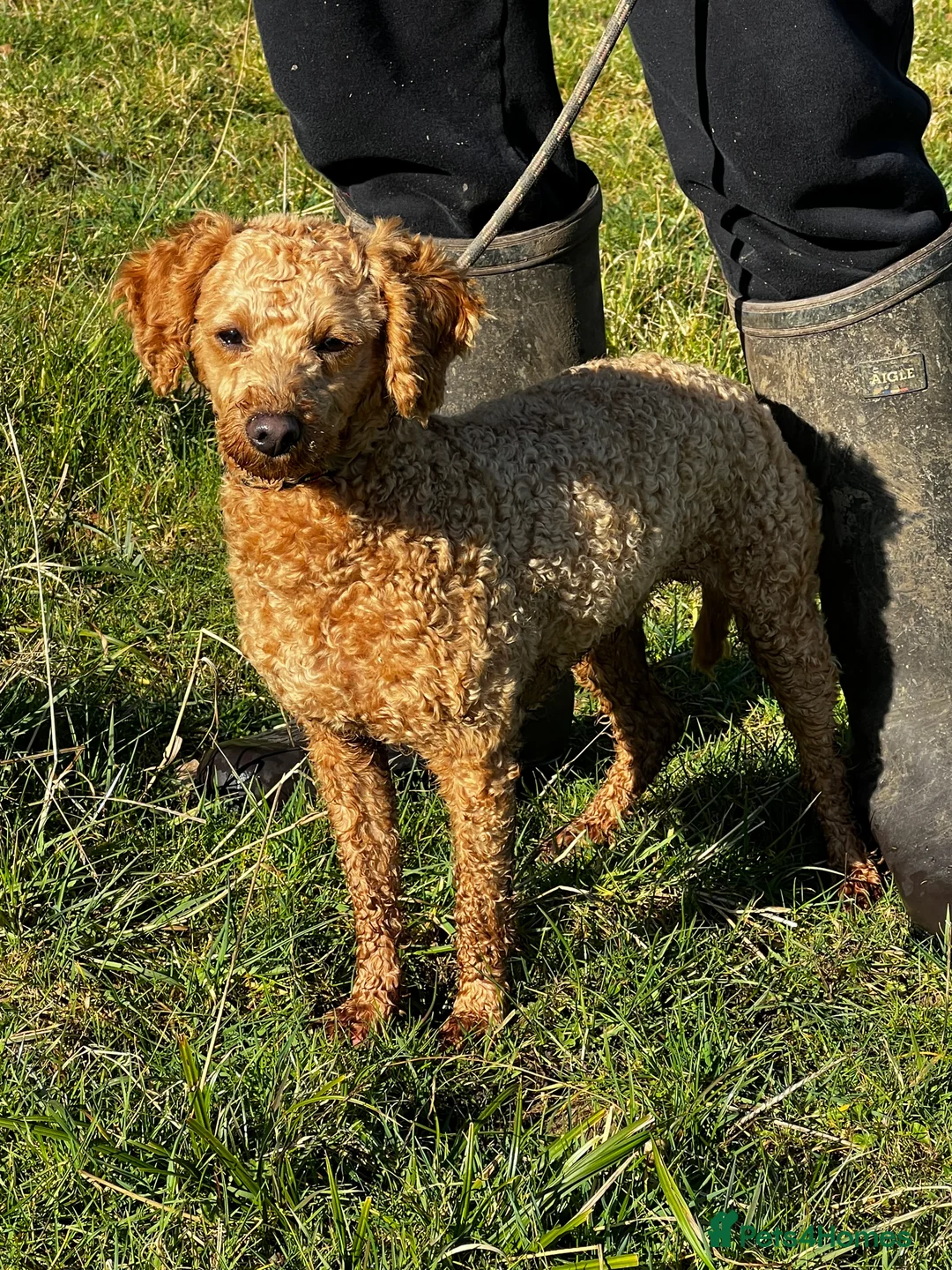 Toy Poodle dogs for stud: KC Registered Red Toy Poodle Fully DNA Tested in Radstock - Advert 23