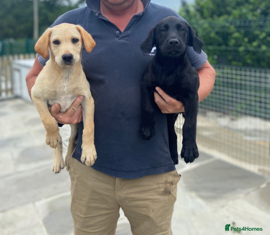 Labrador Retriever dogs for sale: Five Star Council Registered Breeder Litter in Launceston - Image 1