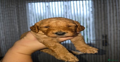 Cockapoo dogs - Advert 13